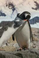 Gentoo Pinguin und Küken, Pygoscelis Papua, Neko Hafen, Antarktis Halbinsel. foto