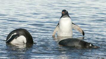 Gentoo Pinguin, neko Hafen, Antarktis foto