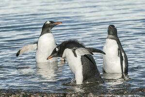 Gentoo Pinguin, neko Hafen, Antarktis foto