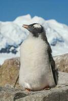 Gentoo Pinguin, Pygoscelis Papua, Neko Hafen, Antarktis Halbinsel. foto