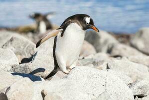 Gentoo Pinguin, neko Hafen, Antarktis foto