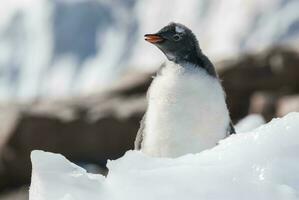 Gentoo Pinguin, Antarktis foto