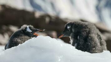 Gentoo Pinguin, neko Hafen, Antarktis foto