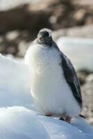 Gentoo Pinguin, Antarktis foto