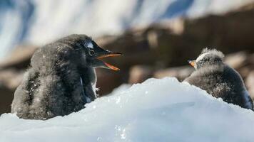 Gentoo Pinguin Paar, neko Hafen Strand, Antarktis Halbinsel. foto