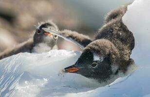 Gentoo Pinguin, Antarktis foto