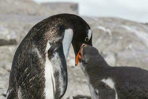 Gentoo Pinguin auf das Strand, Füttern seine Küken, neko Hafen, Antarktis foto
