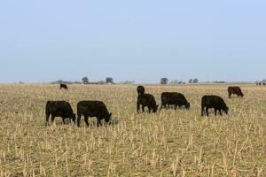 lenkt Weiden lassen auf das Pampas schmucklos, Argentinien foto