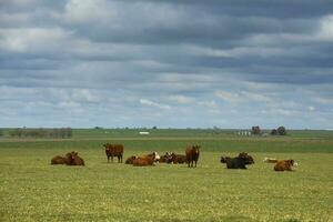 das Vieh im Argentinien Landschaft , la Pampa, Argentinien. foto