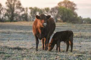 Mutter und Baby krächzen, im Pampas Landschaft, Patagonien, Argentinien. foto