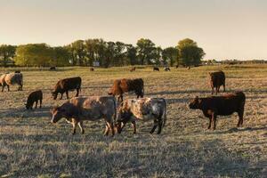 das Vieh Weiden lassen im Pampas Landschaft, la Pampa Provinz, Argentinien. foto