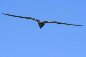 Seeschwalbe im Flug, Halbinsel Valdés, Patagonien Argentinien. foto