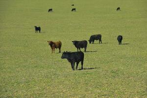 das Vieh erziehen im Pampas Landschaft, la Pampa Provinz, Argentinien. foto