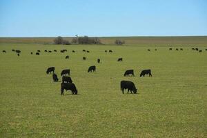 das Vieh Weiden lassen im Pampas Landschaft, la Pampa, Argentinien. foto