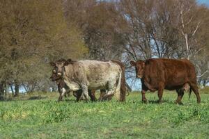 Kühe gefüttert mit natürlich Gras im Pampas Landschaft, Patagonien, Argentinien. foto