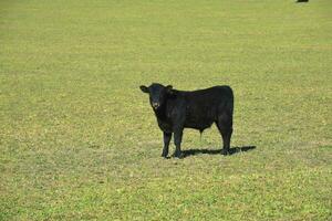 das Vieh Weiden lassen im Pampas Landschaft, la Pampa, Argentinien. foto