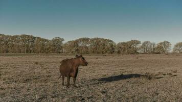 Kühe gefüttert mit natürlich Gras im Pampas Landschaft, Patagonien, Argentinien. foto