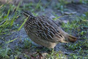 verbreitet Wachtel, Coturnix Coturnix, Kruger National Park, Süd Afrika foto