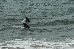 Orcas patrouillieren das patagonisch Küste, Puerto madryn, Patagonien, Argentinien foto