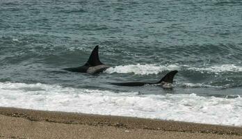 Orcas patrouillieren das Küste, Jagd Meer Löwe Welpen, Halbinsel Valdes, Patagonien Argentinien foto