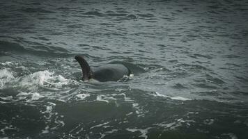 Orcas patrouillieren das patagonisch Küste, Puerto madryn, Patagonien, Argentinien foto