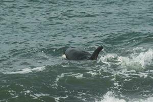 Orcas patrouillieren das patagonisch Küste, Puerto madryn, Patagonien, Argentinien foto