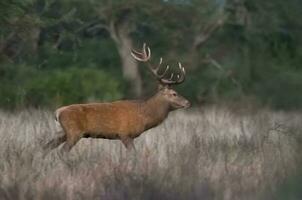 rot Hirsch im calden Wald Umfeld, Pampas, Argentinien foto