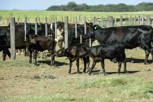 Kühe im das Kuh Stift , Argentinien Fleisch Produktion foto