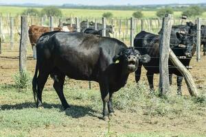 Kühe im das Kuh Stift , Argentinien Fleisch Produktion foto