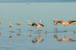 Herde von Flamingos im ein salzig Lagune, Patagonien, Argentinien foto