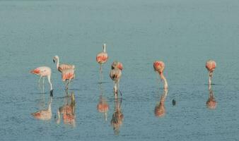 Herde von Rosa Flamingos im ein salzig Lagune, Patagonien, Argentinien foto