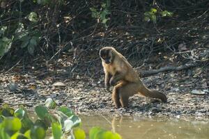 braun gestreift getuftet Kapuziner Affe, Pantanal, Brasilien foto