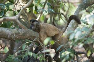 braun gestreift getuftet Kapuziner Affe, Pantanal, Brasilien foto