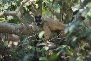 braun gestreift getuftet Kapuziner Affe, Pantanal, Brasilien foto