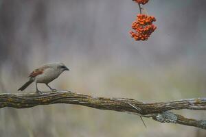 Bucht geflügelt Cowbird foto