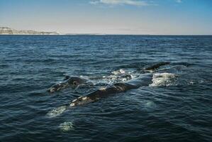 Süd- richtig Wal gefährdet, Argentinien foto