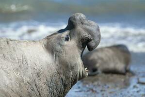 männlich Elefant Siegel, Halbinsel Valdes, Patagonien, Argentinien foto