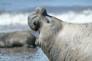 männlich Elefant Siegel, Halbinsel Valdes, Patagonien, Argentinien foto