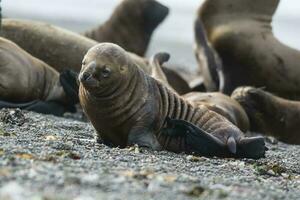 Meer Löwe Baby, Patagonien, Argentinien foto