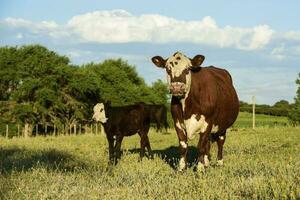 das Vieh und Kalb , Pampas Land, la Pampa Provinz, Argentinien. foto