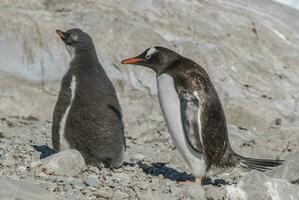 Gentoo Pinguin mit Küken, neko Hafen, Antarktis foto