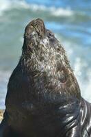 männlich Meer Löwe , Patagonien, Argentinien foto