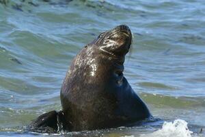 männlich Meer Löwe , Patagonien, Argentinien foto