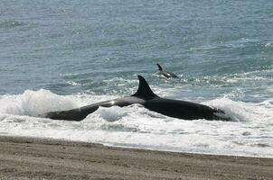 Mörder Wal Strandung, Halbinsel Valdes, Patagonien Argentinien foto