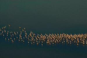 Flamingos Herde im ein salzig Lagune, la Pampa Provinz, Patagonien, Argentinien. foto