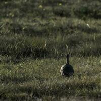 elegant mit Haube tinamu, Eudromie elegans, Pampas Wiese Umfeld, la Pampa Provinz, Patagonien, Argentinien. foto