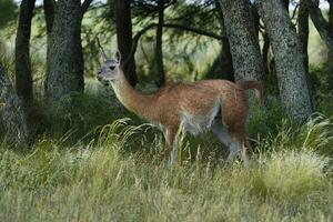 Guanako, Lama Guanicoe, luro Park, la Pampa Provinz, la Pampa, Argentinien. foto