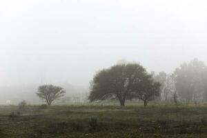 einsam Baum im dick Nebel beim Dämmerung, im Pampas Landschaft, la Pampa Provinz, Patagonien, Argentinien. foto