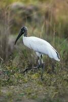 jabiru im Feuchtgebiet Umfeld, jabiru Mycteria ,pantanal, mato großo Brasilien. foto