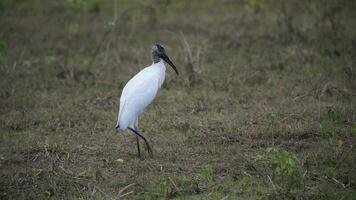 jabiru im Feuchtgebiet Umfeld, jabiru Mycteria ,pantanal, mato großo Brasilien. foto